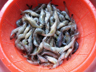 Brine Shrimp recipe