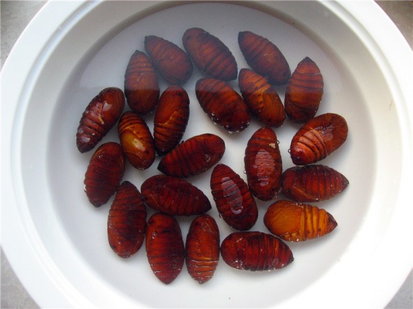 Fried Silkworm Chrysalis recipe