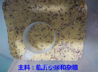 Alternative Method of Sea Cucumber Millet Porridge recipe