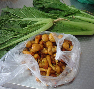 Mushroom Stewed with Cabbage recipe