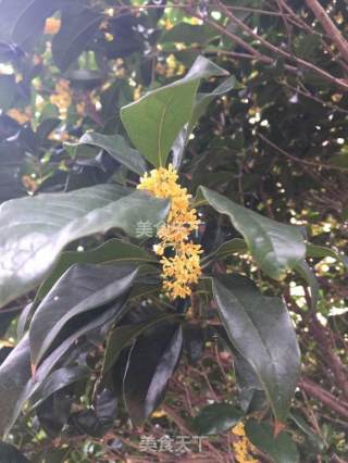 Osmanthus Honey recipe