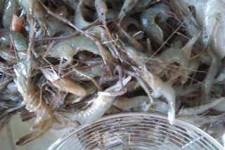 Home Cooking-river Prawns and Chives recipe