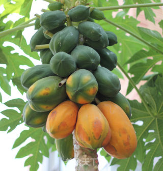 Papaya Cream recipe