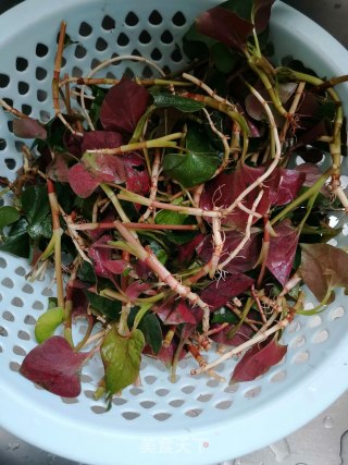 Houttuynia Cordata recipe