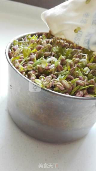 Homemade Mung Bean Sprouts recipe