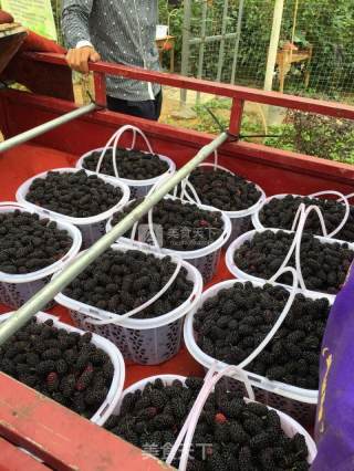 Mulberry Wine recipe