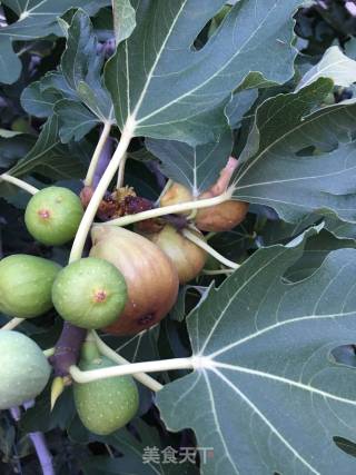 Original Steamed Figs recipe