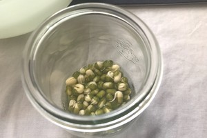 Hydroponic Mung Bean Potted Plant "growth" recipe