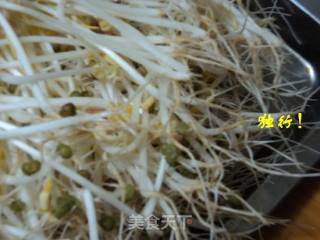 Simple and Safe to Send Mung Bean Sprouts Yourself recipe