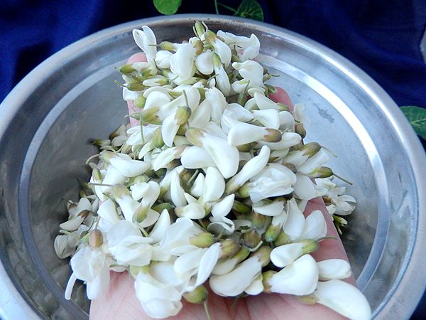 Sophora Japonica recipe