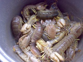 Mantis Shrimp in Soup recipe