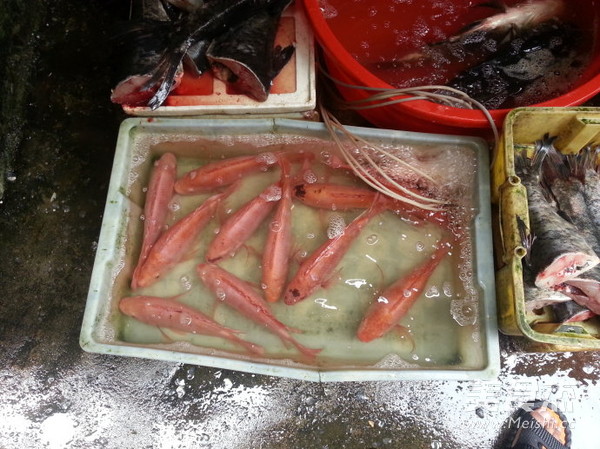 Steamed Red Snapper Fresh Trial in June recipe