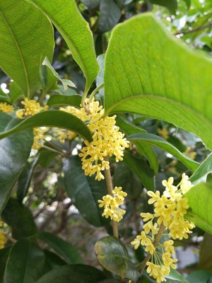 Low-temperature Baking Dried Osmanthus (still Golden After A Year) recipe