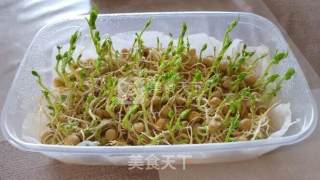 Hydroponic Pea Sprouts recipe