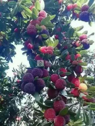 Bayberry Wine recipe