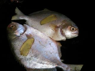 Fried and Baked White Pomfret recipe