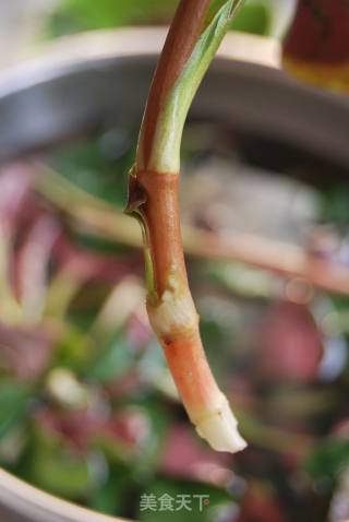 The "small and Fresh" Way of Eating that Can Best Show The Basic Taste of Fold Ears——【cold Fold Ear Roots】 recipe