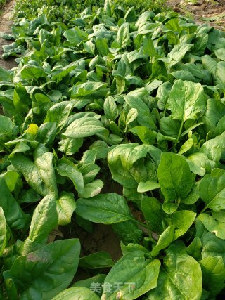 Garlic Spinach recipe