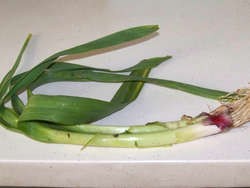 Fungus Poppy recipe