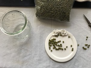 Hydroponic Mung Bean Potted Plant "growth" recipe
