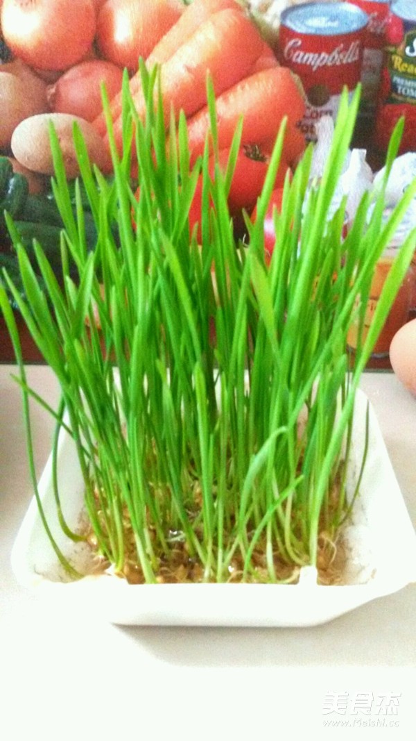 Wheatgrass Sydney Juice recipe