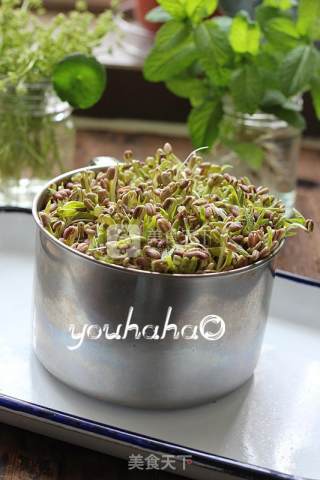 Homemade Mung Bean Sprouts recipe