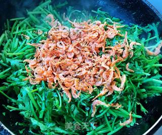 Stir-fried Krill with Garlic and Chrysanthemum recipe