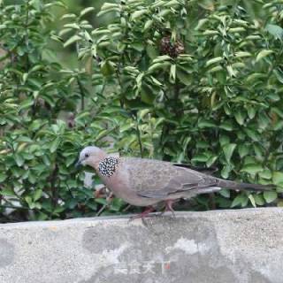 Stewed Turtle Dove with Winter Worm Flower recipe