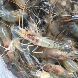 Fried Shrimp recipe
