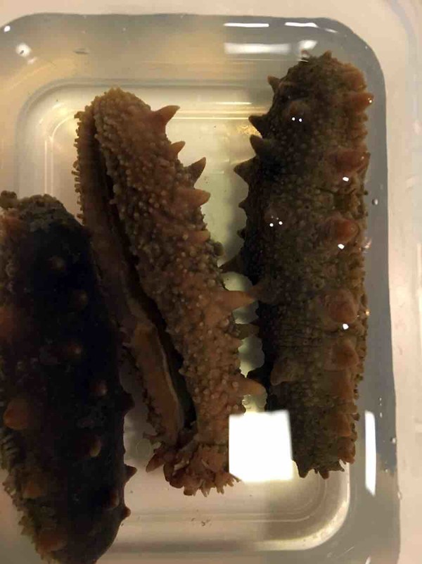 Sea Cucumber Tofu recipe