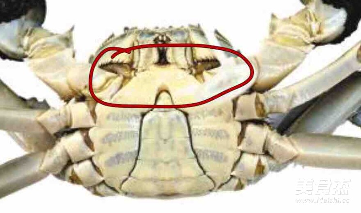 Steamed Crabs (with Tips for Picking Crabs) recipe