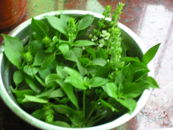 Basil Mashed Potato Salad recipe