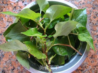 Treating Wind-heat and Cold-houttuynia Cordata Tea recipe