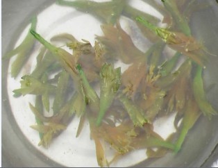 Fungus Mixed with Yellow Flowers recipe