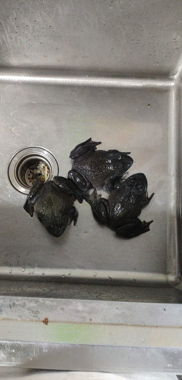 Chuanxiang Dry Pot Bullfrog recipe