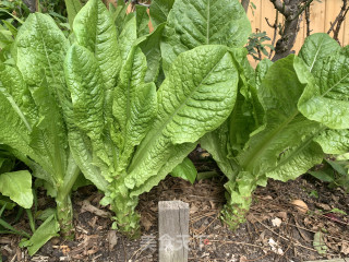 Pickled Lettuce recipe