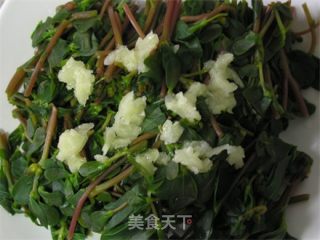 【summer Cold Dishes】cold Portulaca recipe