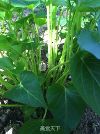 Fried Sweet Potato Vine recipe