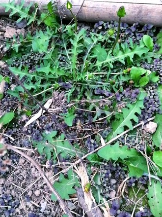 Scrambled Eggs with Dandelion