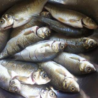 Canned Wild Crucian Carp recipe