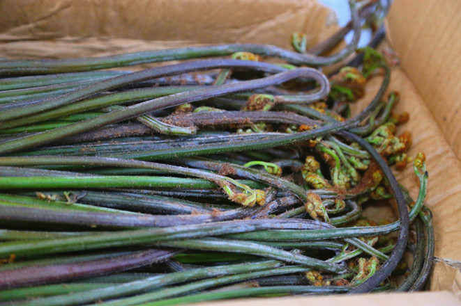 Stir-fried Bracken with Bacon recipe