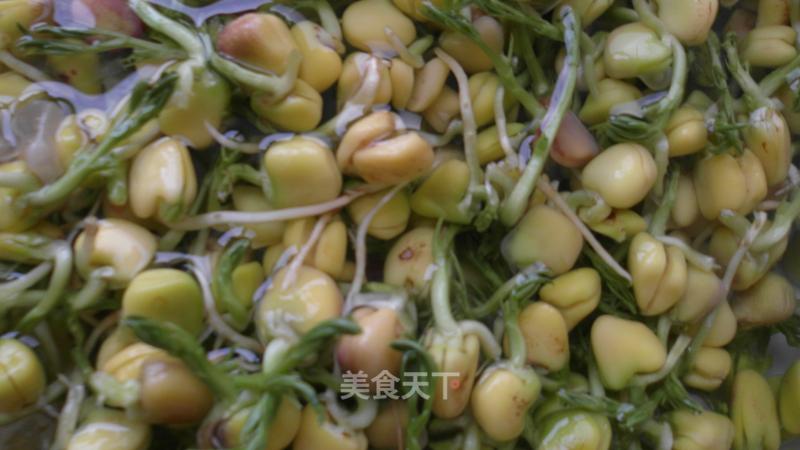 Pine Willow Sprouts recipe