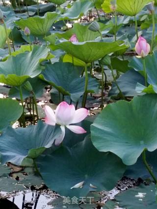 Fragrant Lotus Leaf Rice recipe