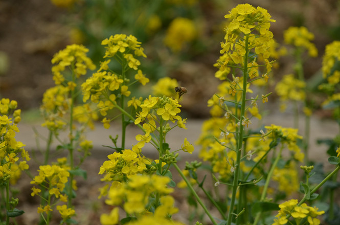 Rapeseed Flowers recipe