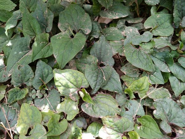 Houttuynia Cordata recipe