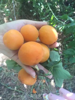 Canned Apricots recipe