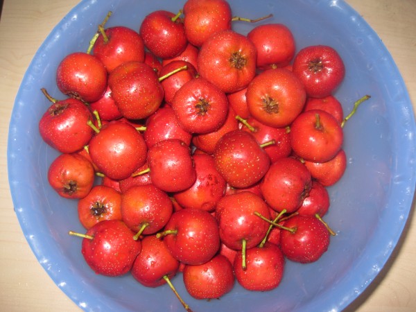 Hawthorn Candied Haws recipe