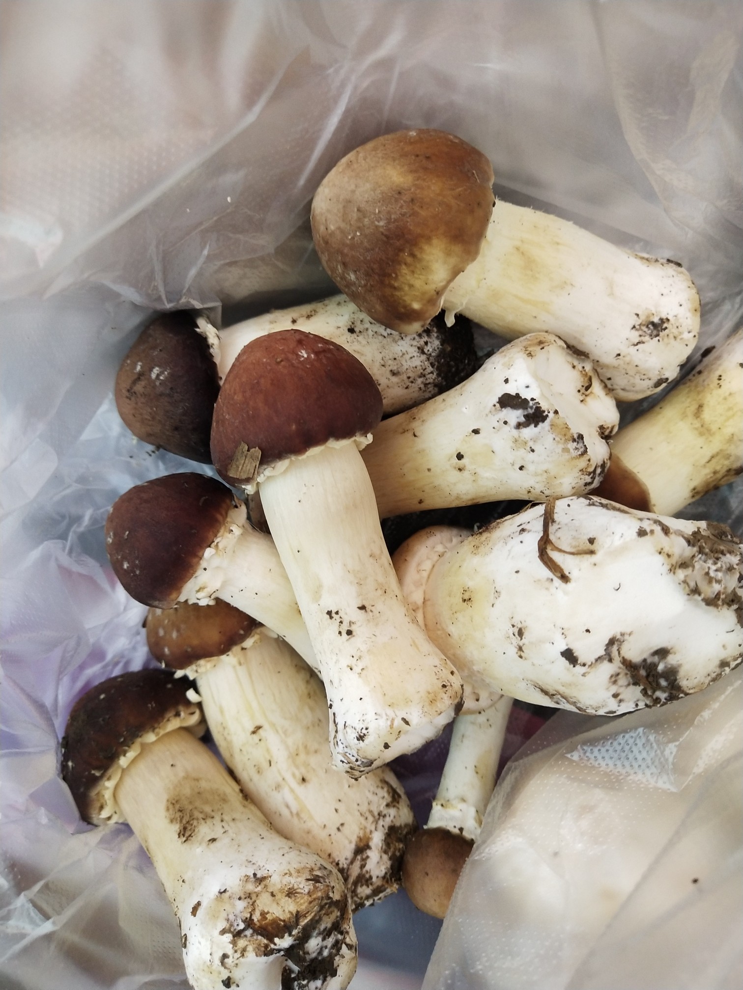 Agaricus Hot Pot recipe