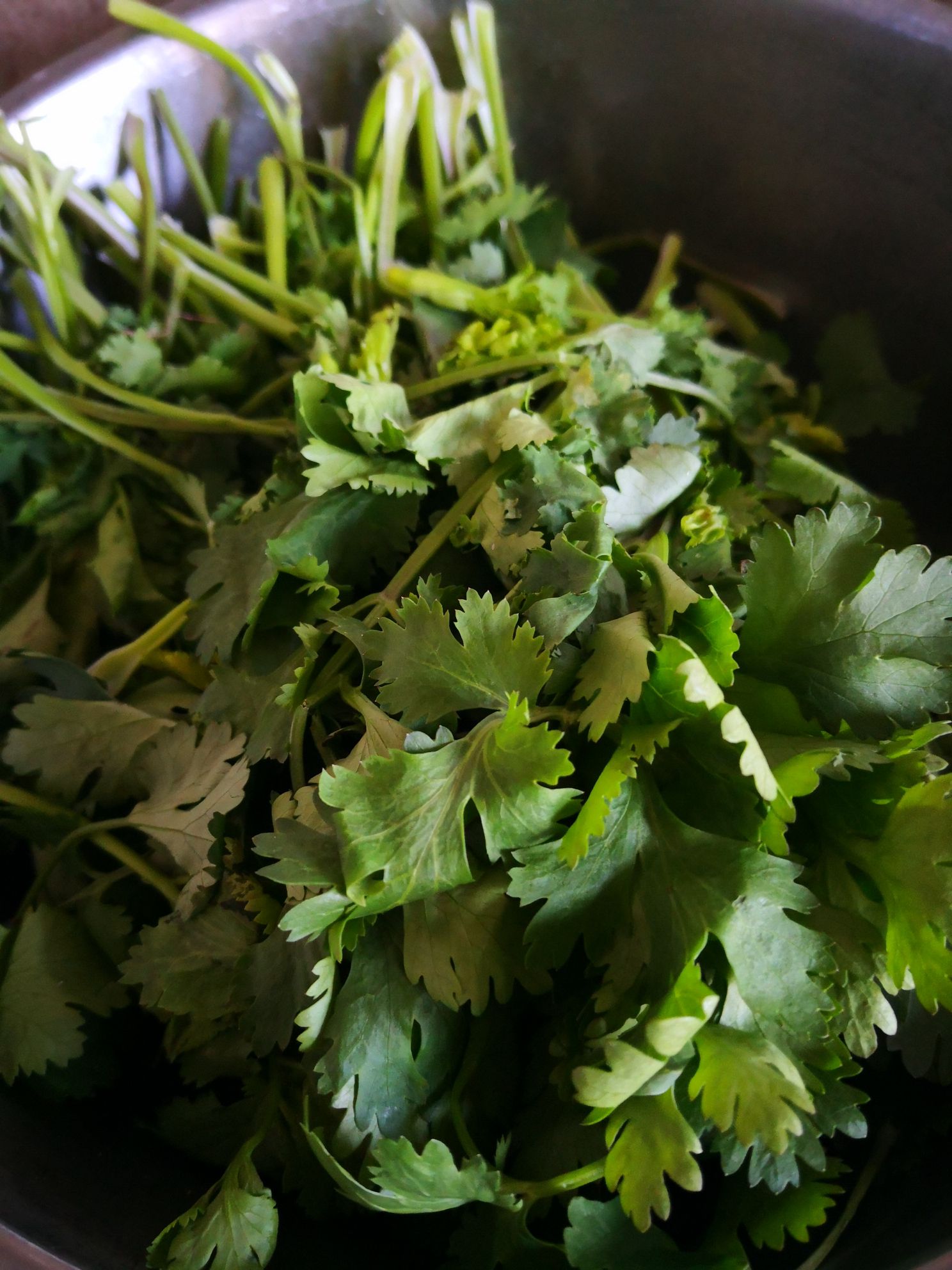 Coriander Mixed with Peanuts recipe