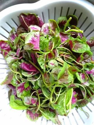 Garlic Red Amaranth recipe